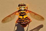 Images of Shelby County Wasp