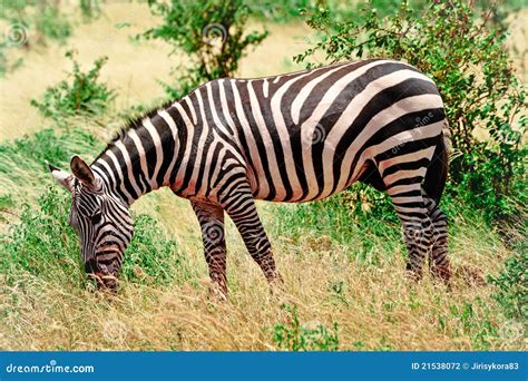 Zebra Grazing In Kenya In Savannah Stock Photo Image Of Savanna