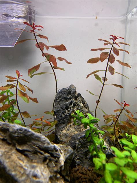 New Tank But Old Ludwigia Natans Its Losing All Its Older Green Leaves