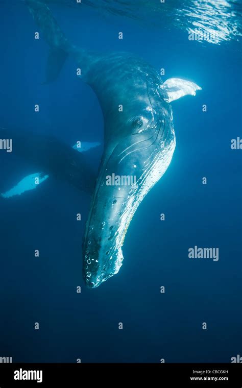Humpback Whale Megaptera Novaeangliae Caribbean Sea Dominica Stock