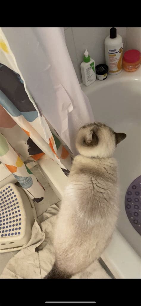 Luna Likes To Lick The Shower Curtains Rcatsarefuckingstupid