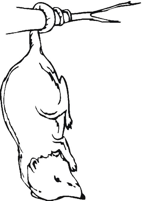 Hello everyone , our todays latest coloringsheet which your kids canuse with is possum outline coloring page, posted on possumcategory. 26 best Animal Discovery- TAs images on Pinterest | Crafts ...