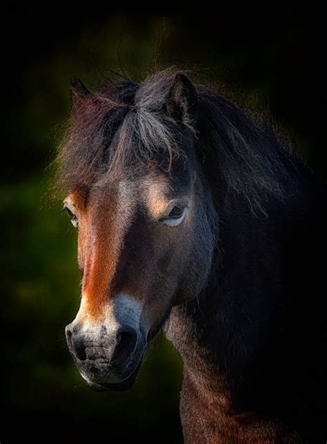 Dark Horse Portrait Stan Schaap Photography