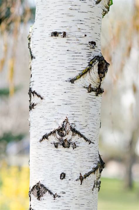White Birch Tree Bark Close Up Stock Image Image Of Outdoors Season