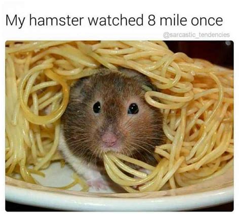 30 Fresh Memes To Kick Start Your Day Funny Hamsters