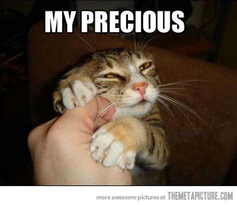 25 Funny Cat Pictures With Captions Entertainmentmesh