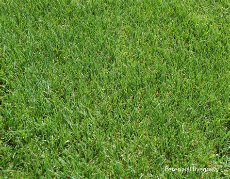 Perennial Ryegrass Vs Tall Fescue Differences Selection Guide Lawnsbesty