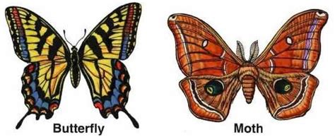 Moths Vs Butterflies Whats The Difference Proactive Pest Management