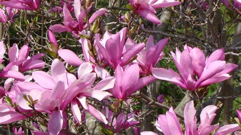 How To Grow A Magnolia Tree From Seed Youtube