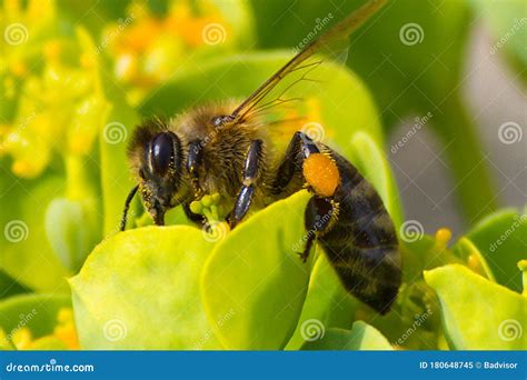Honey Bee Pollination Process Stock Image Image Of Insect Flower