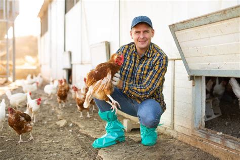 Male Positive Farmer Holding Chicken In Poultry Farm Stock Photo