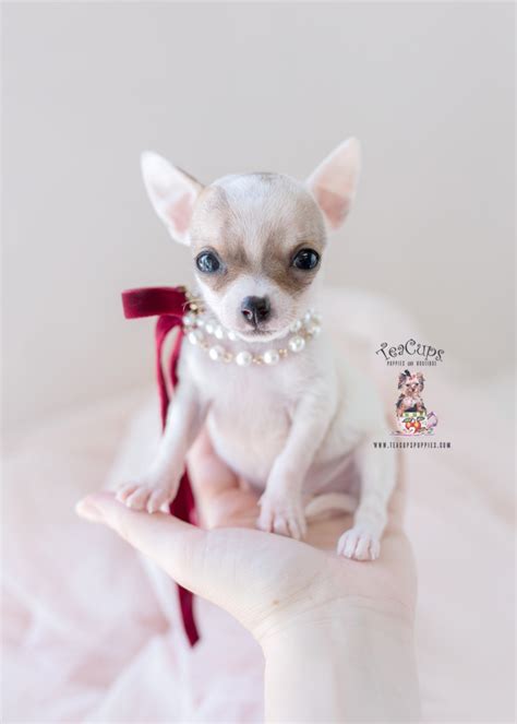 Teacup Chihuahua Breeder Fl Teacups Puppies And Boutique
