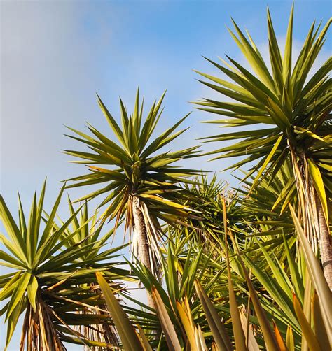 7 Yucca Plant Care Tips Thatll Make Your Greenery Thrive Yucca Plant