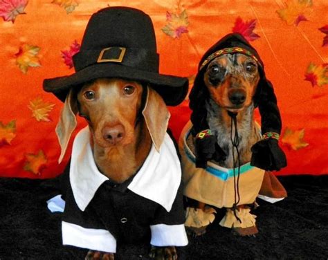 Thanksgiving Dachshund Pilgrim And Indian Dogcostumes Dachshund Dog