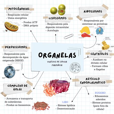 Organelas Citoplasmaticas Mapa Mental