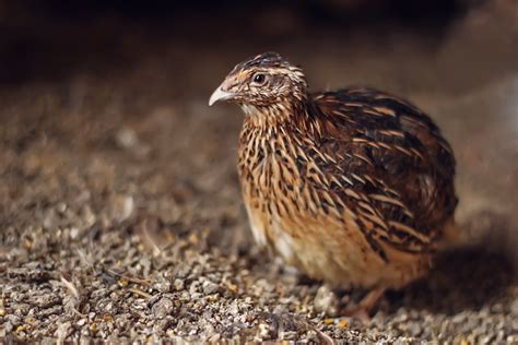 Ras coturnix adalah yang paling disarankan karena tidak hanya banyak menghasilkan telur, tetapi juga mudah dirawat dan dagingnya. Gak Boleh Salah, Yuk Kenali Cara Merawat Burung Puyuh ...