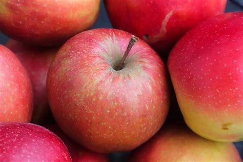 Apples Fruits Fresh Free Photo On Pixabay