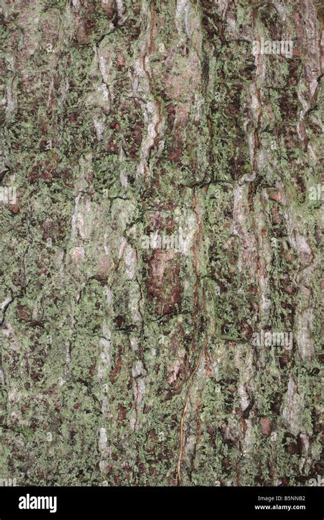 Oak Quercus Robur Close Up Of Bark On Mature Tree Stock Photo Alamy