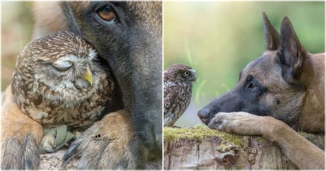 Wholesome Photos Of Ingo The Dog With His Owl Friends