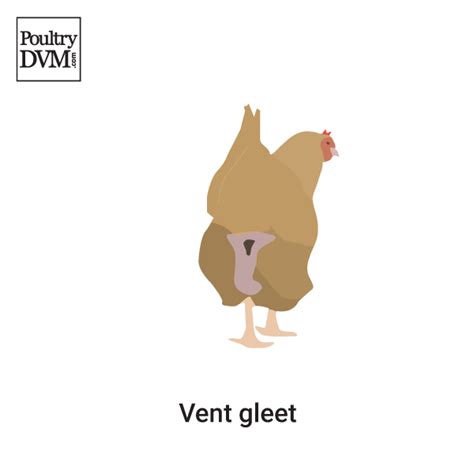 Cloacitis Commonly Referred To As Vent Gleet Is The Inflammation Of The Chicken S Cloaca It