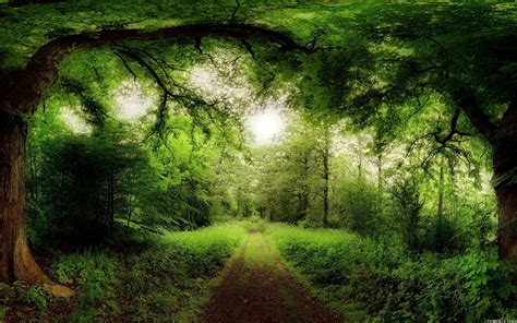Green Landscapes Nature Sun Trees Forest Summer Roads Skyscapes