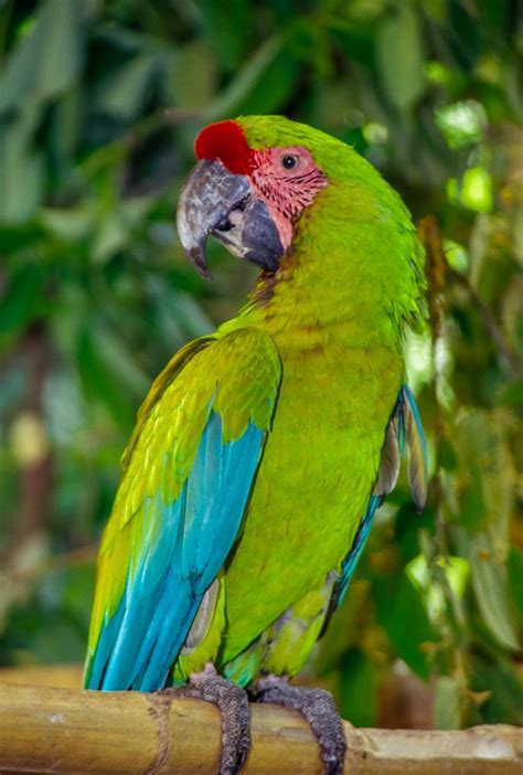 Great Green Macaw Facts Care As Pets Images And Video