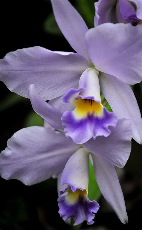Check spelling or type a new query. Dainty Beauties | Flowers, Beautiful orchids, Beautiful ...