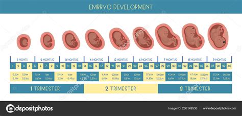 Embarazo Mes Mes Etapas Del Desarrollo Embrio Stock Vector By