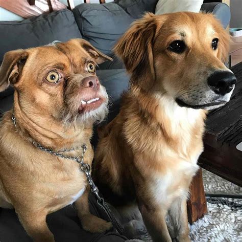 Bacon The Dog Instagram Chihuahua Mix With Expressive Face