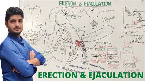 Erection And Ejaculation How And Why Male Penis Erect And Ejaculate Youtube