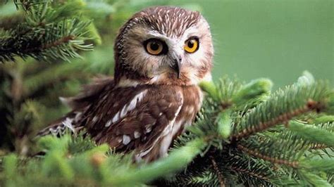 Cute Owl Backgrounds For Desktop Pixelstalknet