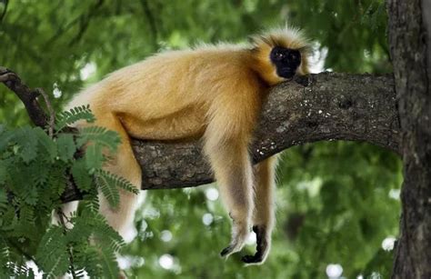 A Monkey Sitting On Top Of A Tree Branch