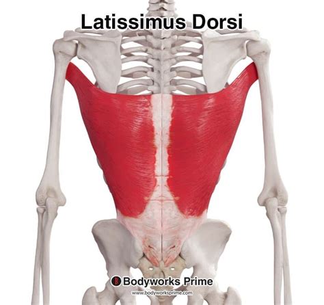 Latissimus Dorsi Male Muscles Anatomy Posterior View Isolated Stock