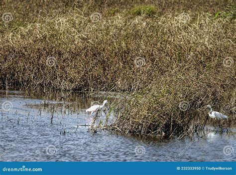 White Egret Bird Wading Body Of Water At National Refuge Stock Photo