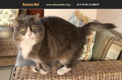 Adopt 19052200047 ~ Norwegian Forest Cat Rescue ~ Pretoria Gauteng