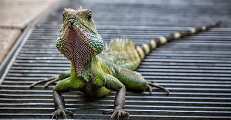 The 10 Best Lizards To Keep As Pets A Z Animals