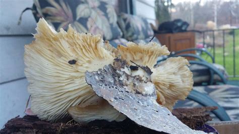 Id Help Pleaselarge Light Brown Oyster Mushroom Western Pa