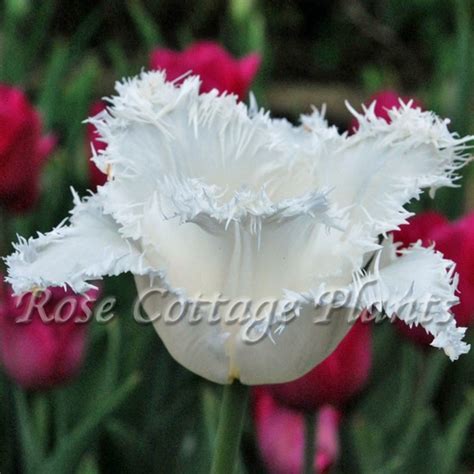 Tulipa Honeymoon Rose Cottage Plants