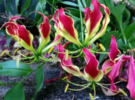We did not find results for: 8 best Gloriosa Lily images on Pinterest | Lilies, Lily ...
