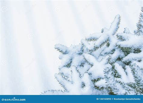 Tree Branch Nature Winter Christmas New Year Stock Image Image Of