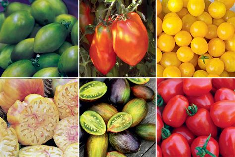 15 Ag And Culinary Pros Share Their Favorite Heirloom Tomatoes Modern