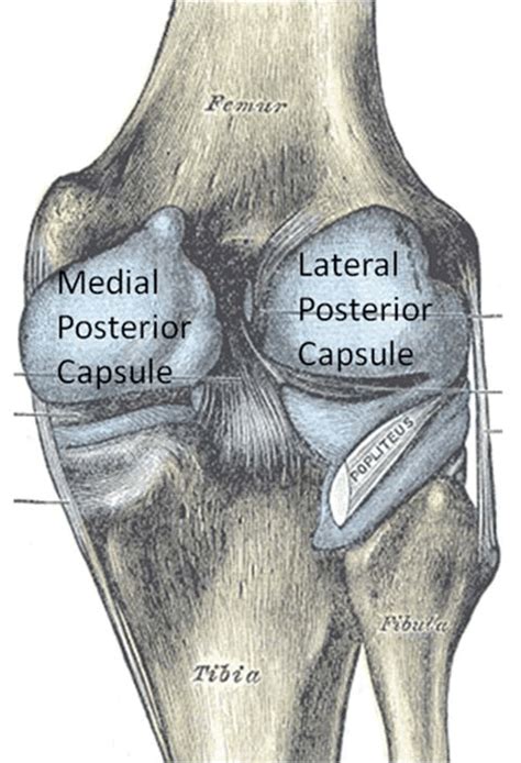 Knee Anatomy Posterior View Human Anatomy