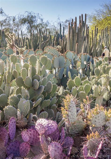 Cacti Forest Photograph By Aaron Burrows Fine Art America