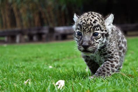 Maybe you would like to learn more about one of these? Reino Animal ve nacer dos cachorras de Jaguar | Almomento ...