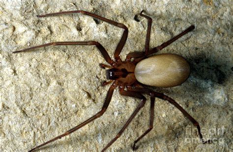 Poisonous Brown Recluse Spider Ph