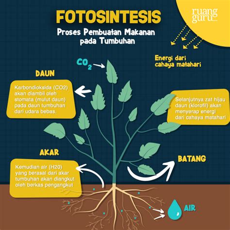 Pengertian Faktor Rumus Dan Proses Fotosintesis Pada Tumbuhan