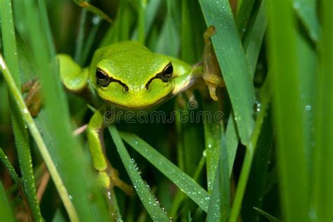 Tree Frog In The Grass Stock Photo Image Of Amphibious 19971450