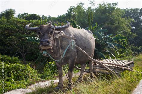 Carabao Water Buffalo Used For Pulling A Cart Stock Photo Adobe Stock