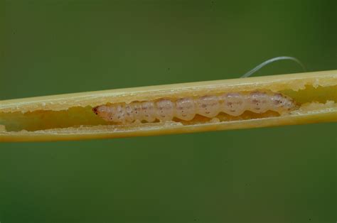 Mexican Rice Borer Larva In Rice Stem