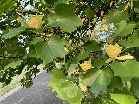 Tulip Poplar Blooming At A Rare Close Up View In West Fairmount Park